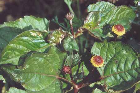 Spilanthes acmella/oleracea: Para cress plant