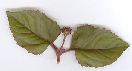 Spilanthes acmella/oleracea: Parakresse Blätter und Blüte