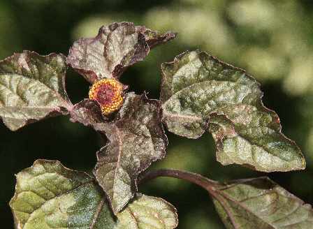 Spilanthes oleracea: Paracress (Toothache plant)