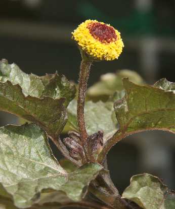 Spilanthes oleracea: Paracress inflorescence
