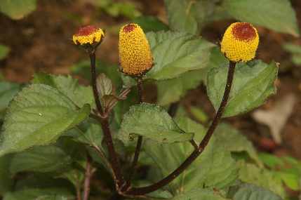 Spilanthes oleracea/acmella: Paracress plant with flowers