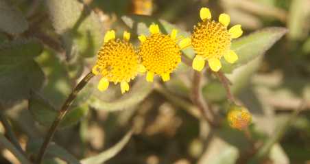 Spilanthes uliginosa: Blüten von Parakresse (Wildform)