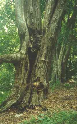 Syzygium aromaticum: Pohon cengkeh afu