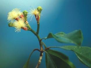 Syzygium aromaticum: Blüte der Gewürznelke (Nelkenblüten)