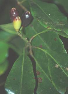 Syzygium aromaticum: Mutternelke