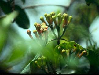 Syzygium aromaticum: Clove flowers