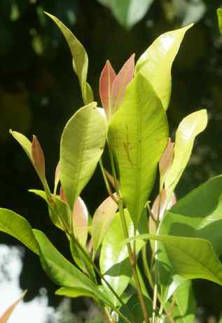 Syzygium aromaticum: Sterile branch of clove