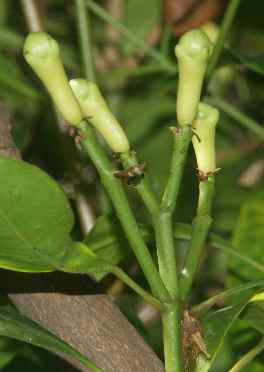 Syzygium aromaticum: Unreife Gewürznelken