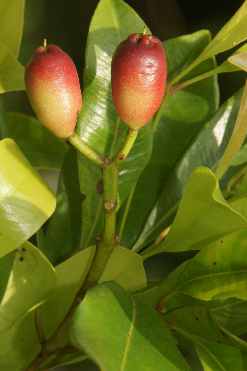 Syzygium aromaticum: Ripening mother clove (fruit of the clove tree)