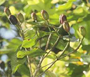Syzygium aromaticum: mother of clove (clove fruits)