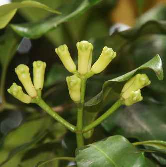 Syzygium aromaticum: Clove buds, immature