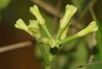 Syzygium aromaticum: Ungeöffnete Knospen der Gewürznelke