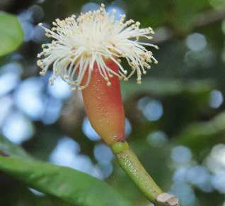 Syzygium aromaticum: Clover flower