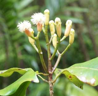 Syzygium aromaticum: Branch with clove flowers