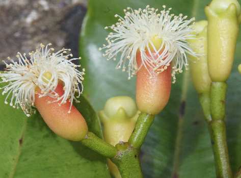 Syzygium aromaticum: Blühende Gewürznelken