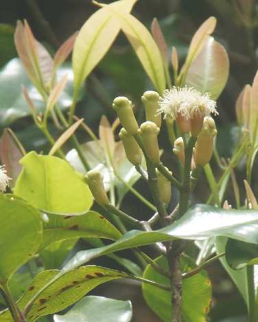 Syzygium aromaticum: Blüten auf einem Gewürznelkenbaum