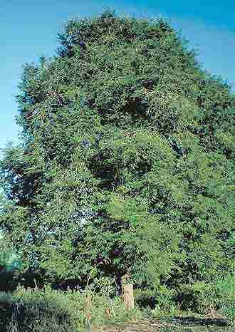 Tamarindus indica: Tamarindenbaum