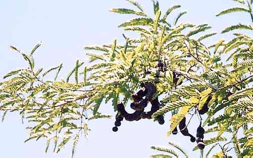 Tamarindus indica: Tamarind branch bearing fruits
