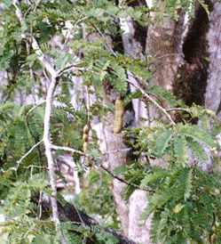Tamarindus indica: Tamarindenzweig mit Früchten