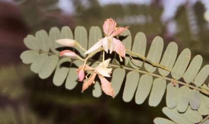 Tamarindus indica: Tamarind flower