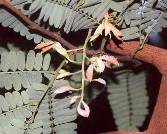 Tamarindus indica: Tamarinden-Blüten