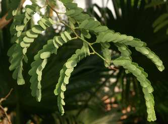 Tamarindus indica: Tamarind leaves