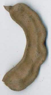 Tamarindus indica: Junge Tamarinde