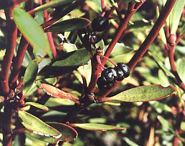 Tasmannia (Drimys) lanceolata: Reife Pfefferfrüchte