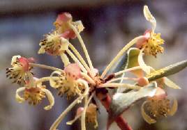 Tasmannia insipida: Blüten Tasmanischer Pfeffer