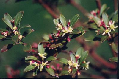 Tasmannia lanceolata: Tasmanian pepper flowers