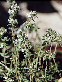 Thymus vulgaris: Blühender Thymian