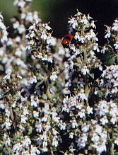 Thymus fragrantissimus: Orangenthymian