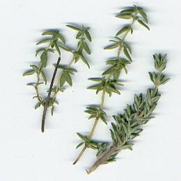 Thymus vulgaris: Thyme sprigs