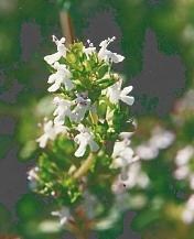 Thymus vulgaris: Thymianblüte