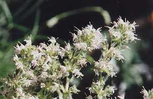Thymus vulgaris: Wood pine thyme