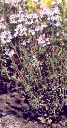 Thymus vulgaris: Garden thyme in flower