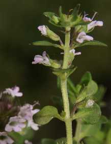 Thymus vulgaris: Thymian-Blüten