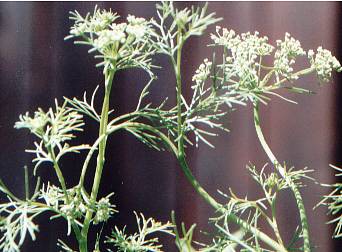Carum copticum/Trachyspermum ammi: Ajowan-Pflanze in Blüte