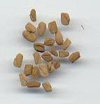 Trigonella foenum-graecum: Fenugreek seeds