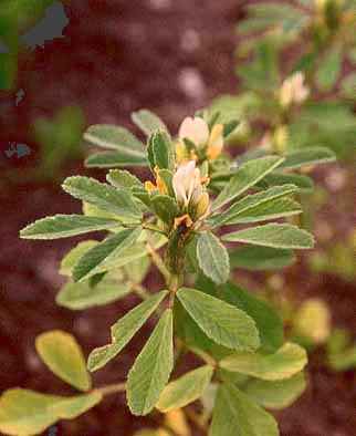 Trigonella foenum-graecum: Blühender Bockshornklee