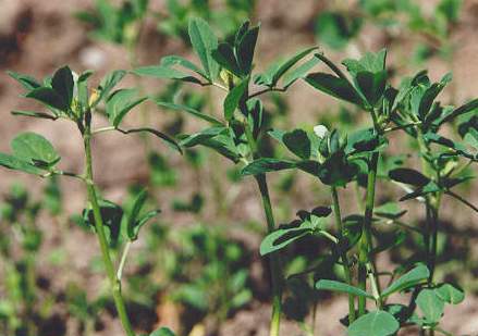 Trigonella foenum-graecum: Fenugreek herb