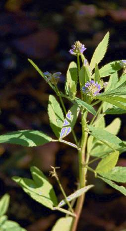 Trigonella caerulea/coerulea: Schabzigerklee-Blüte