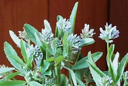 Trigonella caerulea: Brotklee-Blüten