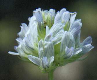 Trigonella caerulea: Blue Fenugreek flower