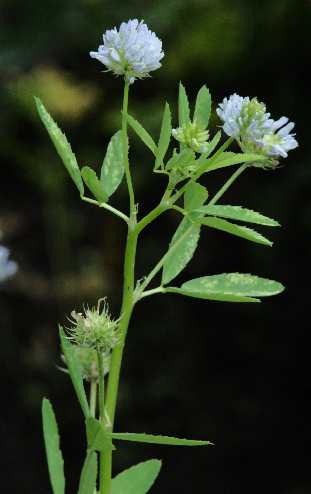 Trigonella caerulea: Blue fenugreek plant