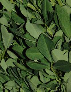 Trigonella foenum-graecum: Fresh Fenugreek Herb