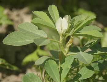 Trigonella foenum-graecum: Flowering fenugreek plant