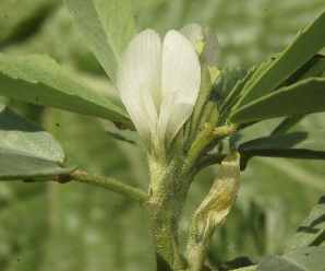 Trigonella foenum-graecum: Fenugreek flower