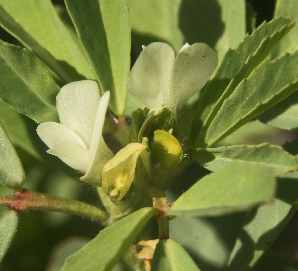 Trigonella foenum-graecum: Fenugreek flowers