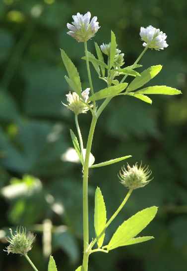 Trigonella caerulea: Schabzieger-Klee, blühende Pflanze